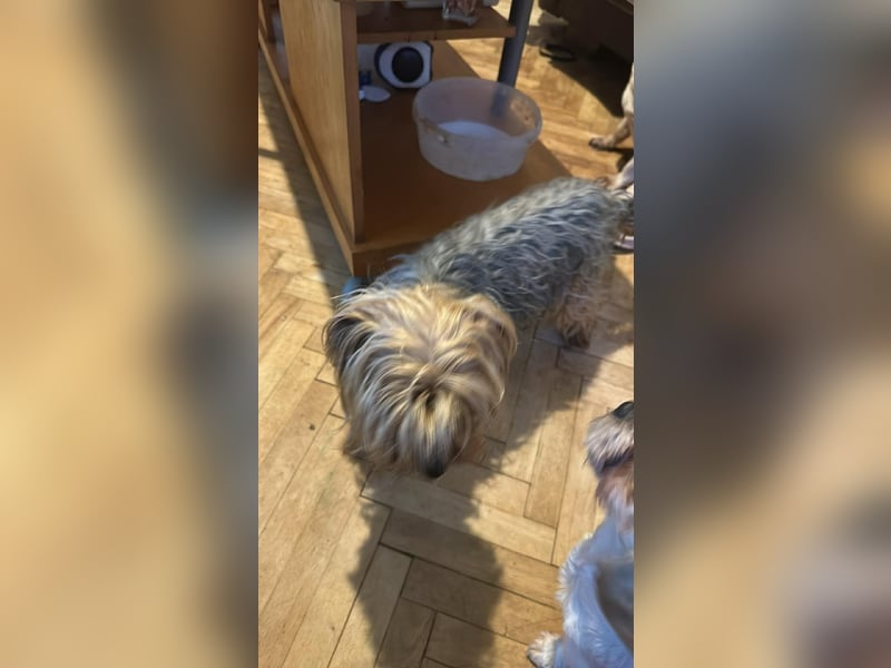 Wuschel, im wahrsten Sinne des Wortes