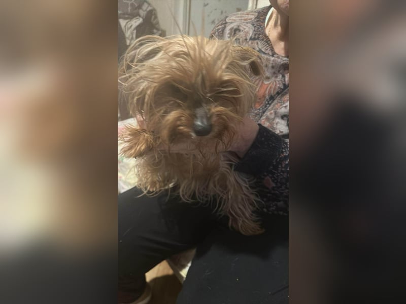 Wuschel, im wahrsten Sinne des Wortes