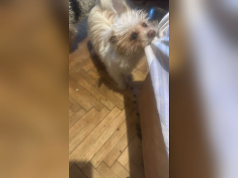 Suki, klein, frech, keck sucht Körbchen