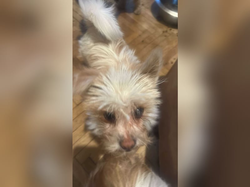 Suki, klein, frech, keck sucht Körbchen