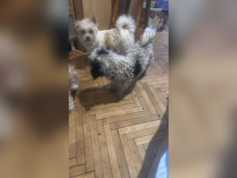 Suki, klein, frech, keck sucht Körbchen