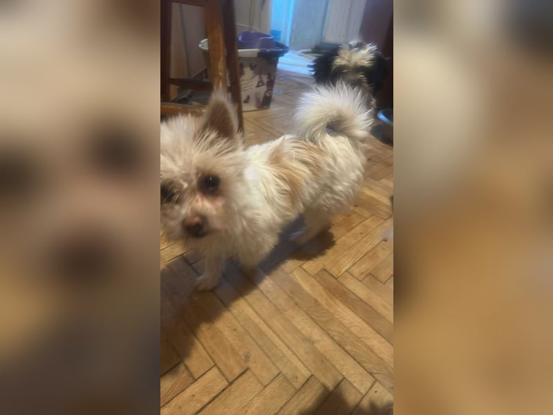 Suki, klein, frech, keck sucht Körbchen