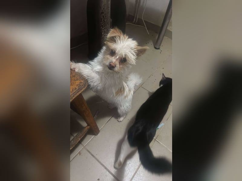 Suki, klein, frech, keck sucht Körbchen