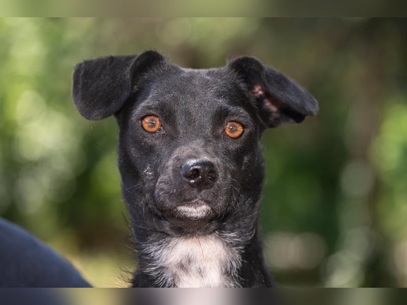 Kleine Mixhündin „Viki“, geb. 08.2024, wiegt nur 5 kg, sucht ein kleines gemütliches Körbchen