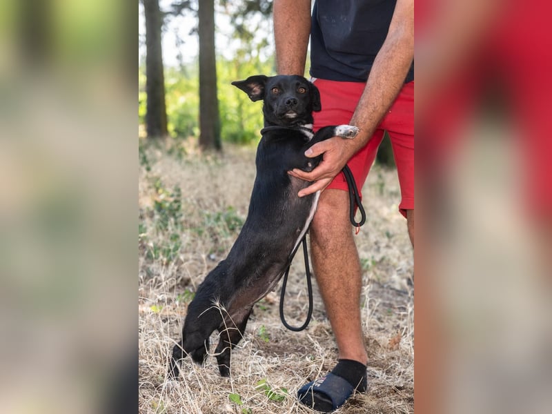 Kleine Mixhündin „Viki“, geb. 08.2024, wiegt nur 5 kg, sucht ein kleines gemütliches Körbchen