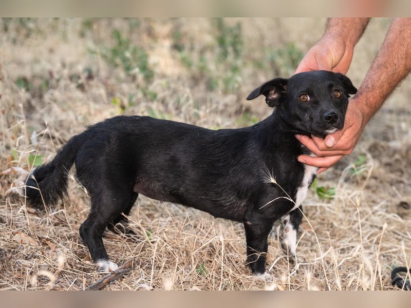 Kleine Mixhündin „Viki“, geb. 08.2024, wiegt nur 5 kg, sucht ein kleines gemütliches Körbchen