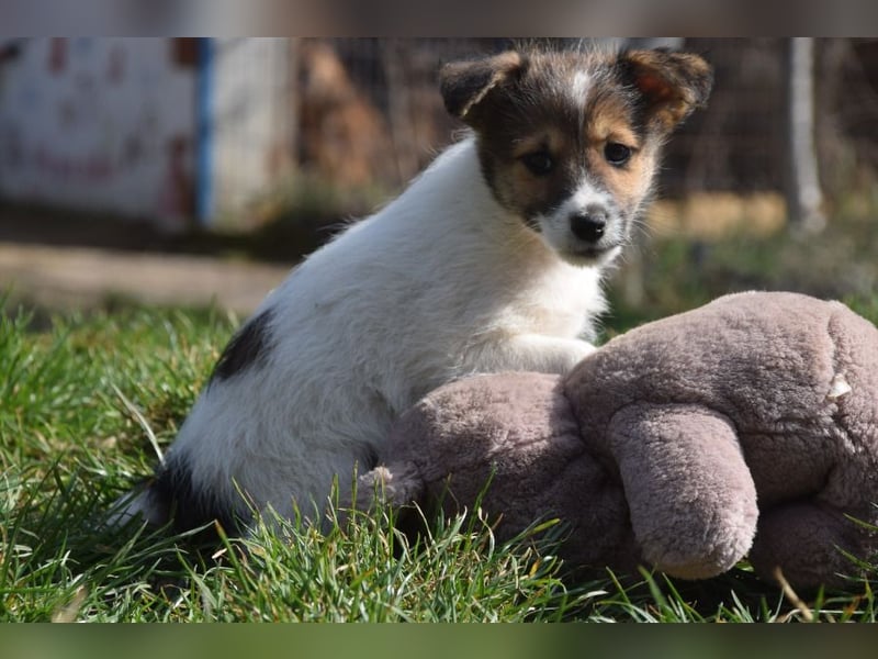 Emilia - zuckersüße, freundliche und verschmuste Welpen Hündin