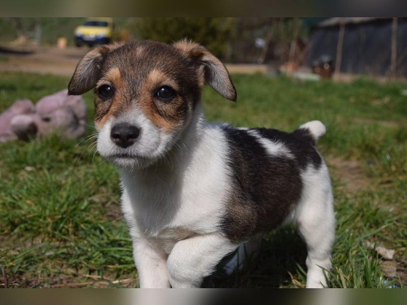 Vonny - lernfreudig, aufgeschlossen, verschmust & neugierig