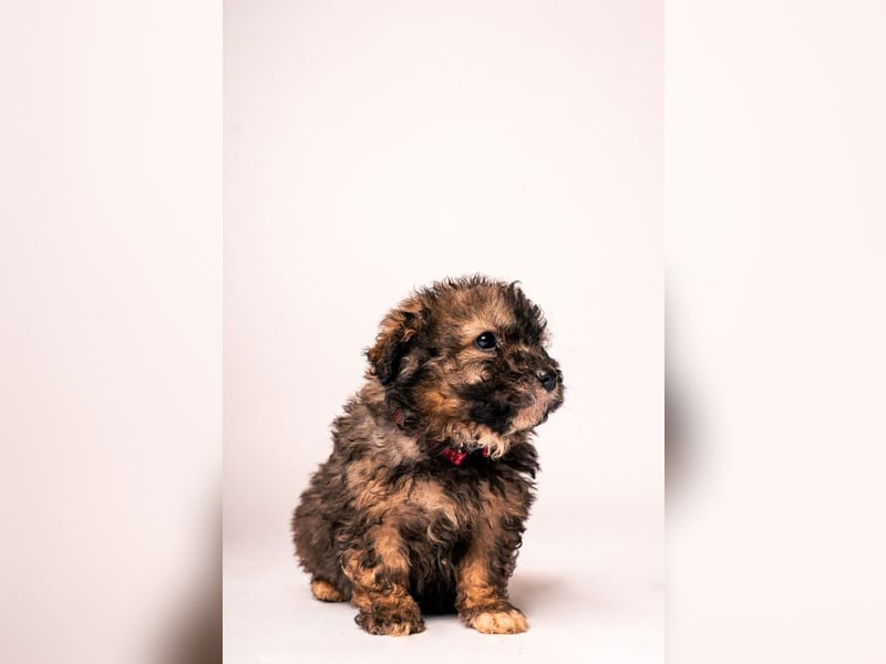 Happy - süßes Welpenmädchen, freundlich, mutig, lieb& frech