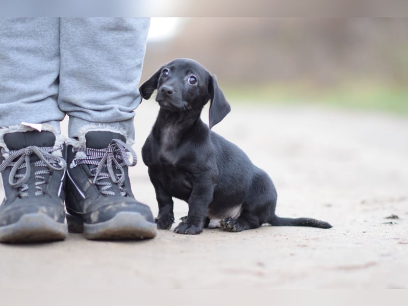Neo - kleiner, vorsichtiger, netter Rüde  mit liebem Charakter