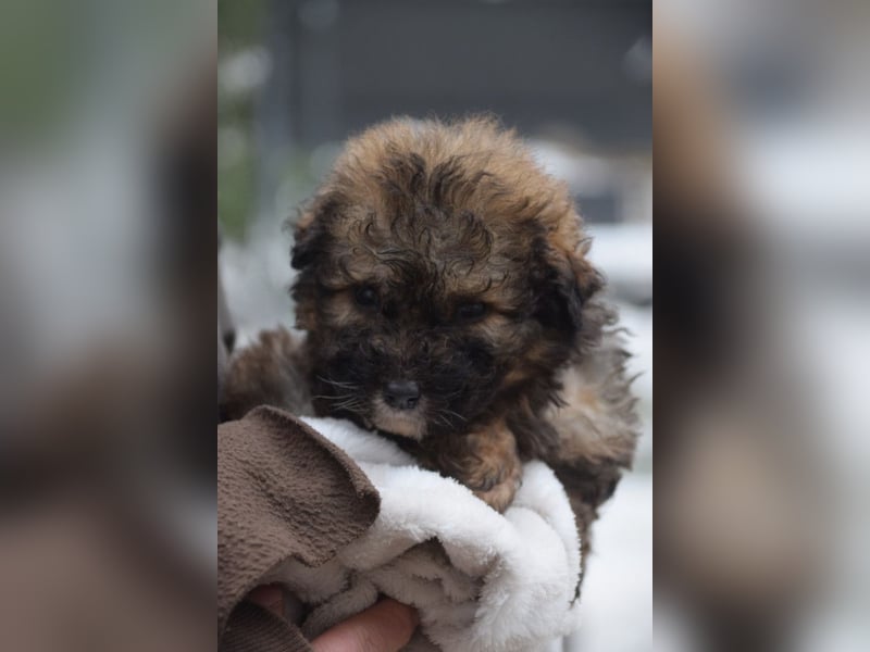 Happy - süßes Welpenmädchen, freundlich, mutig, lieb& frech