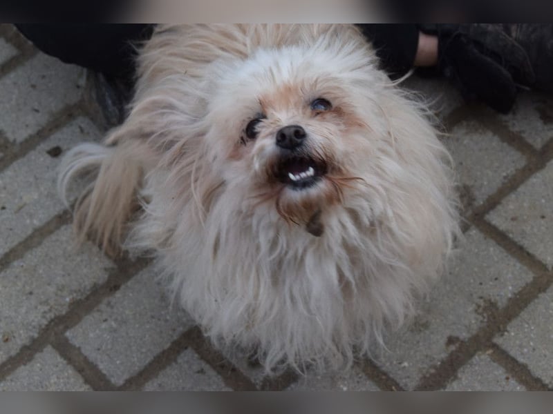 Rapunzel - freundliche, verschmuste, launige Diva