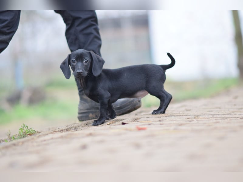 Neo - kleiner, vorsichtiger, netter Rüde  mit liebem Charakter