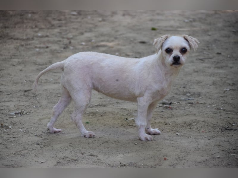 Rapunzel - freundliche, verschmuste, launige Diva