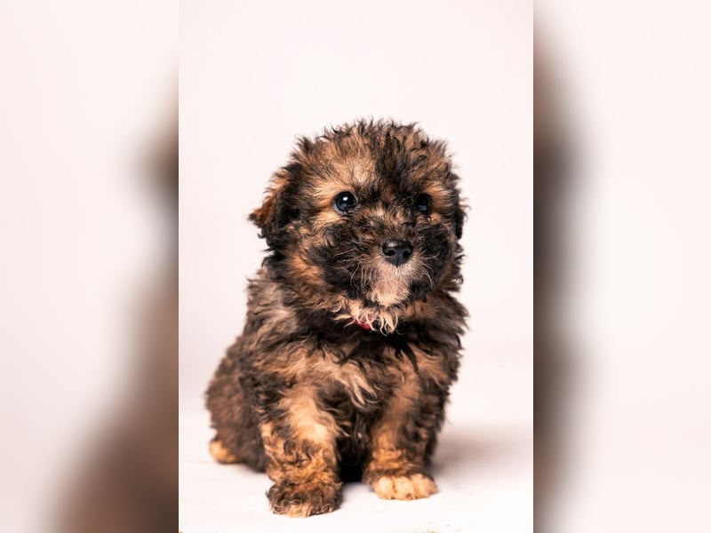 Happy - süßes Welpenmädchen, freundlich, mutig, lieb& frech