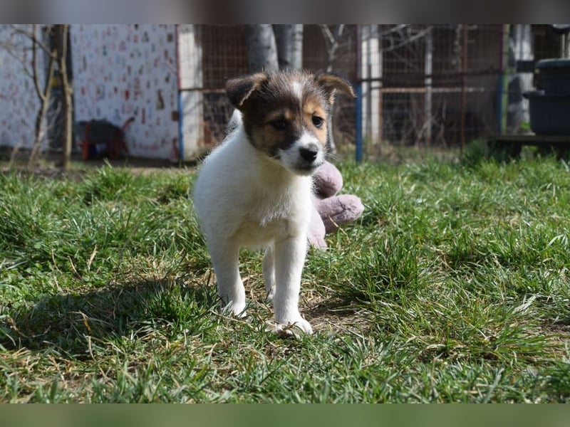 Emilia - zuckersüße, freundliche und verschmuste Welpen Hündin