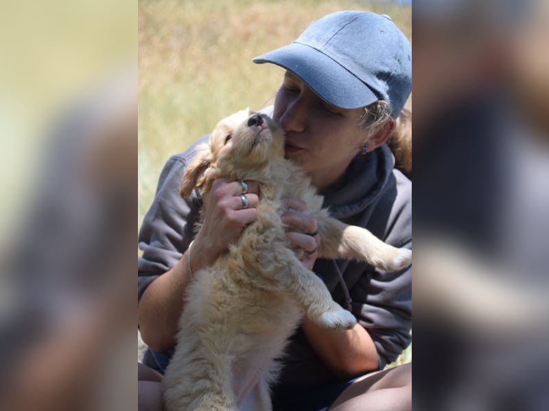 Lea - freundliches, aufgeschlossenes Hundekind, liebt die Nähe der Menschen