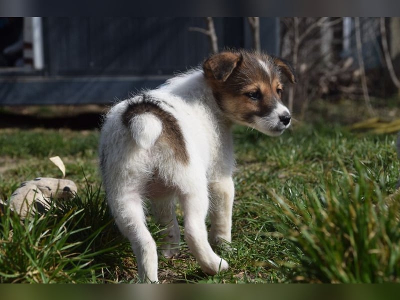 Emilia - zuckersüße, freundliche und verschmuste Welpen Hündin