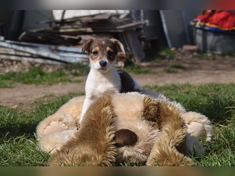 Vonny - lernfreudig, aufgeschlossen, verschmust & neugierig