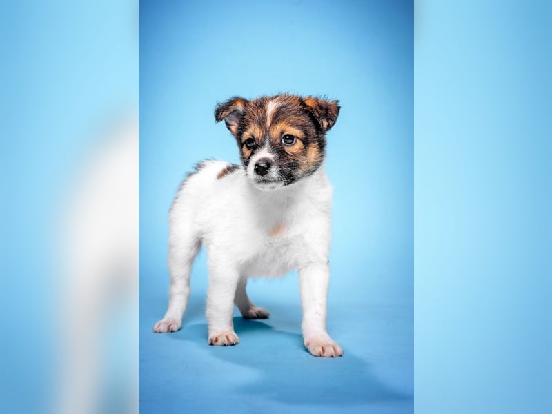 Emilia - zuckersüße, freundliche und verschmuste Welpen Hündin