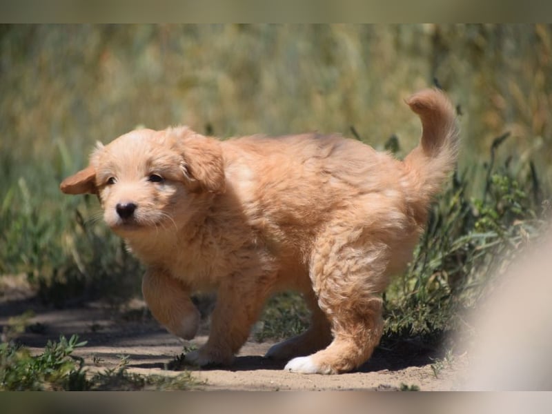 Lea - freundliches, aufgeschlossenes Hundekind, liebt die Nähe der Menschen