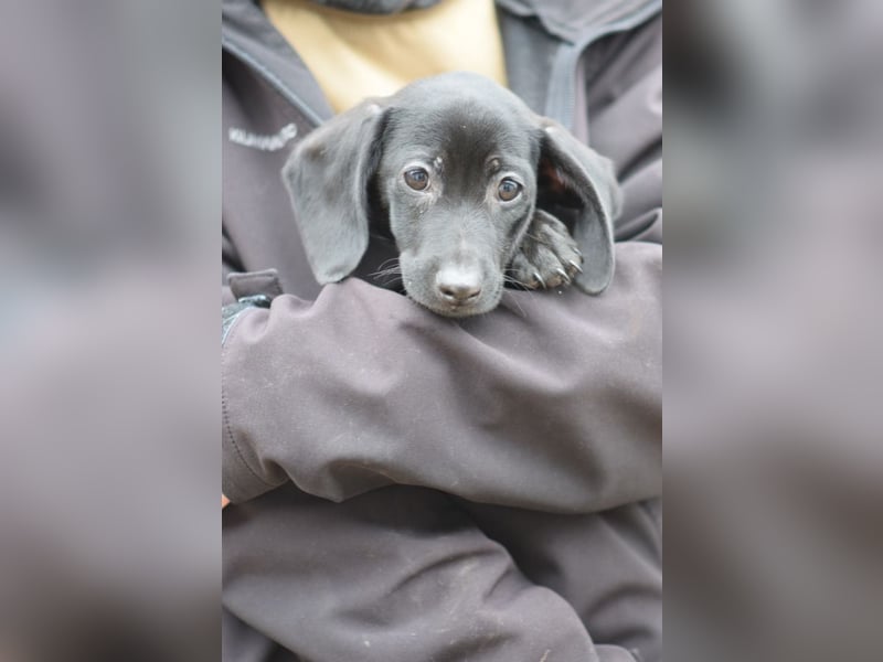 Neo - kleiner, vorsichtiger, netter Rüde  mit liebem Charakter