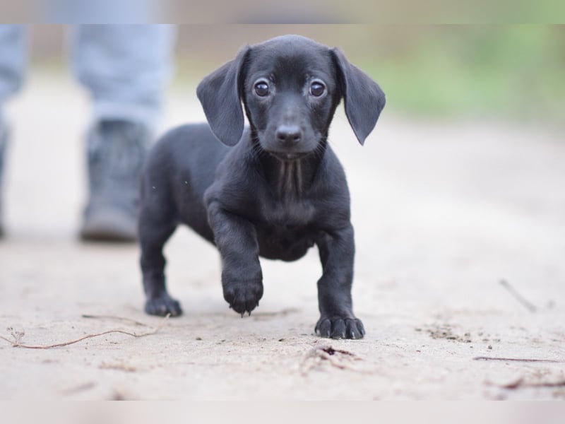 Neo - kleiner, vorsichtiger, netter Rüde  mit liebem Charakter