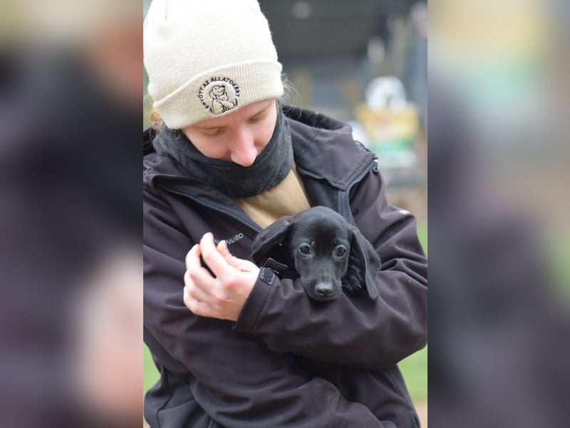 Neo - kleiner, vorsichtiger, netter Rüde  mit liebem Charakter