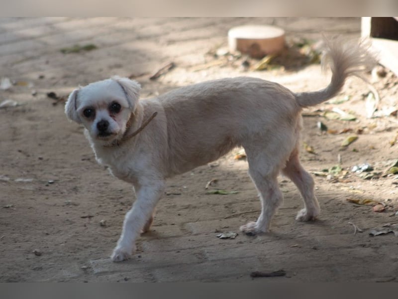 Rapunzel - freundliche, verschmuste, launige Diva