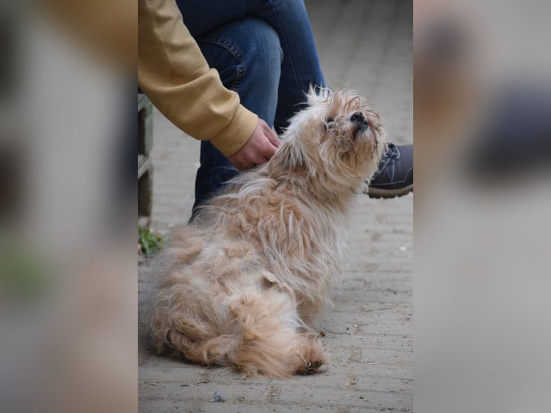 Rapunzel - freundliche, verschmuste, launige Diva