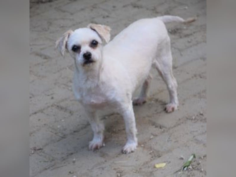 Rapunzel - freundliche, verschmuste, launige Diva