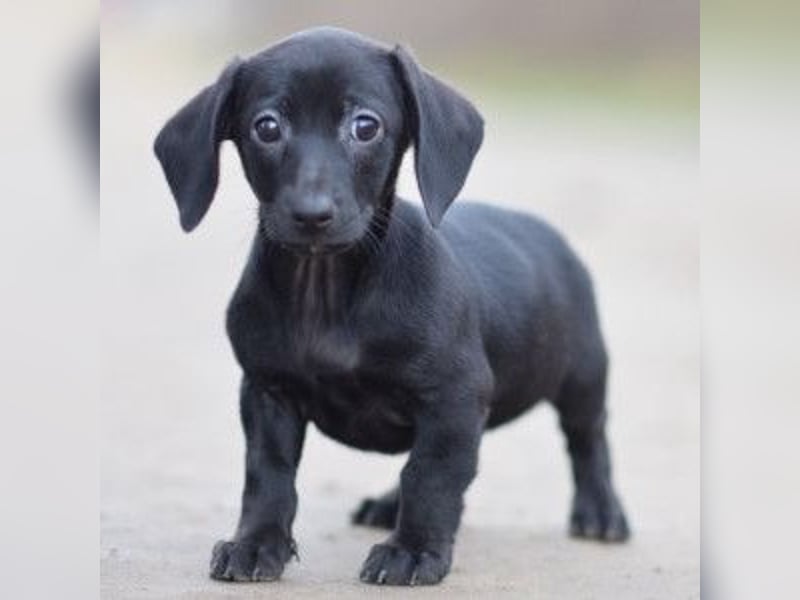 Neo - kleiner, vorsichtiger, netter Rüde  mit liebem Charakter