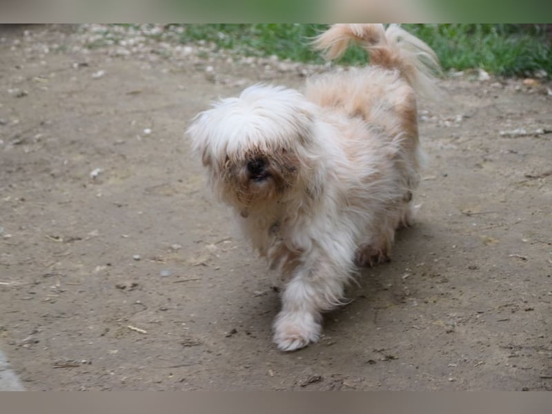 Rapunzel - freundliche, verschmuste, launige Diva