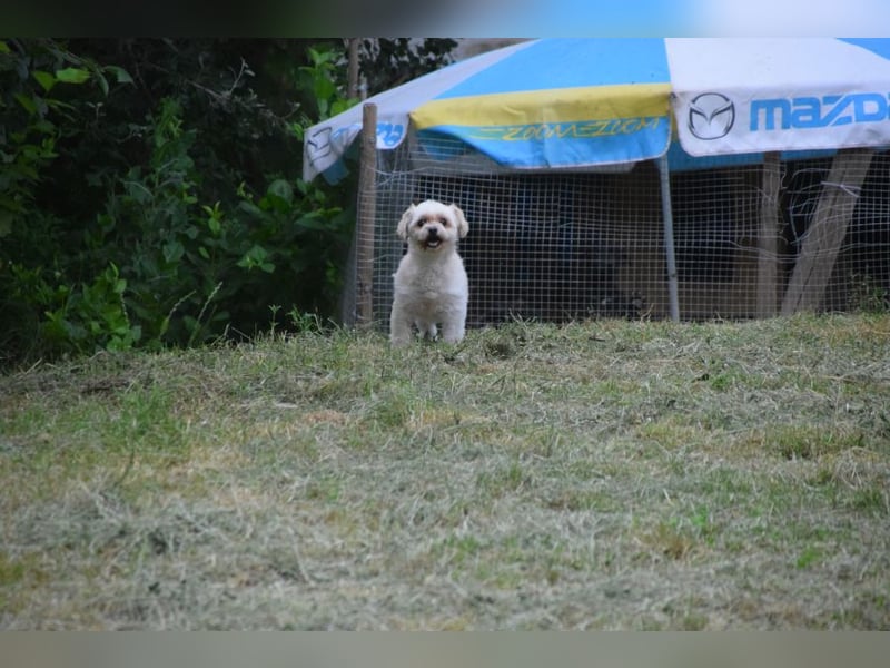Rapunzel - freundliche, verschmuste, launige Diva