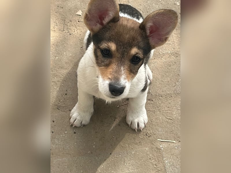 Vonny - lernfreudig, aufgeschlossen, verschmust & neugierig