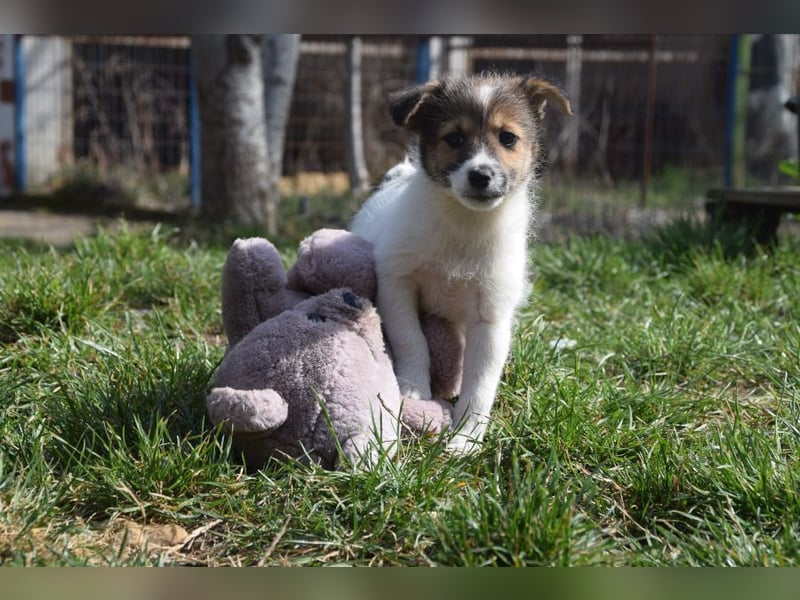 Emilia - zuckersüße, freundliche und verschmuste Welpen Hündin