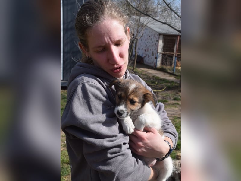 Emilia - zuckersüße, freundliche und verschmuste Welpen Hündin