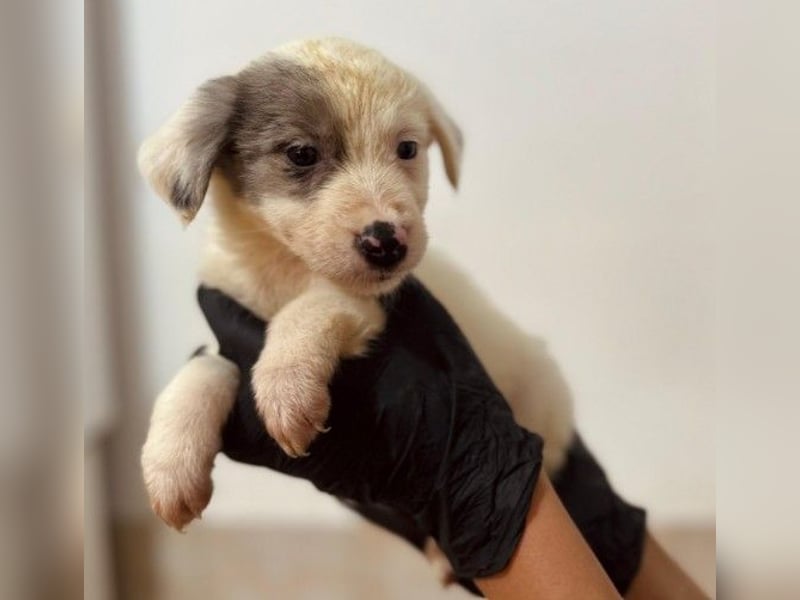 Mozart süßer Welpe braucht ein Plätzchen bei menschen die ihm liebevoll die Welt zeigen