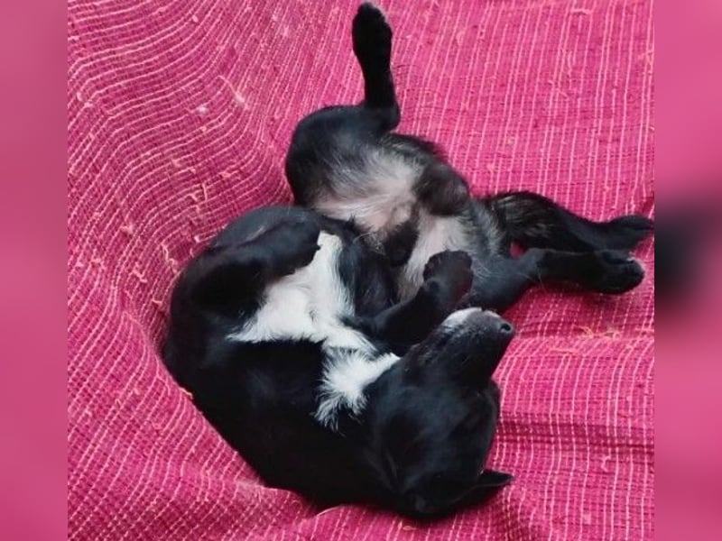 süßer, kleiner Traumhund Timon sucht seine Familie