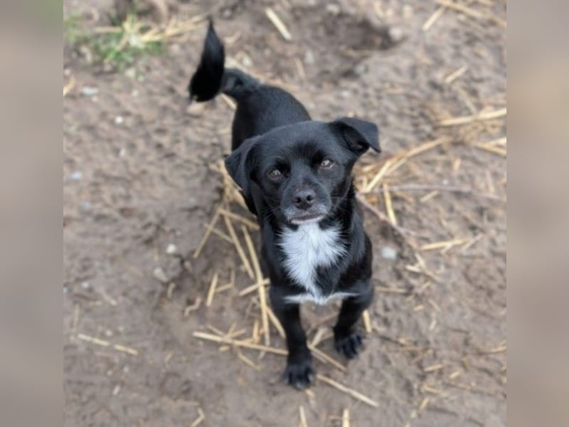 süßer, kleiner Traumhund Timon sucht seine Familie