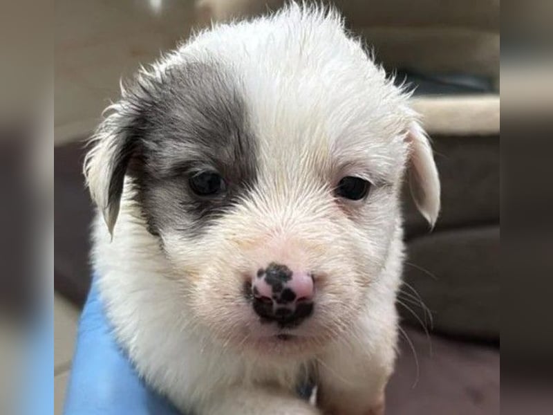 Mozart süßer Welpe braucht ein Plätzchen bei menschen die ihm liebevoll die Welt zeigen