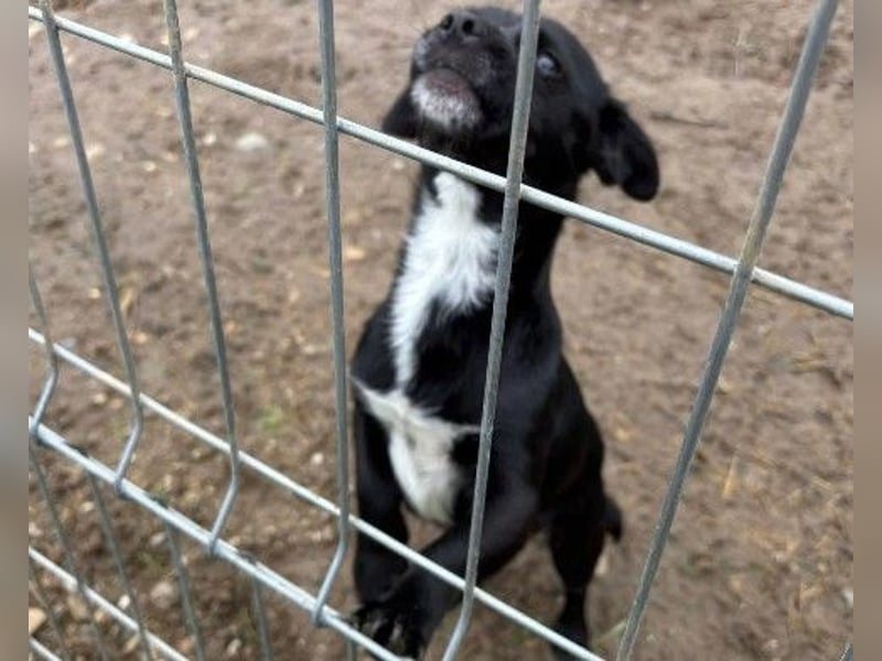 süßer, kleiner Traumhund Timon sucht seine Familie