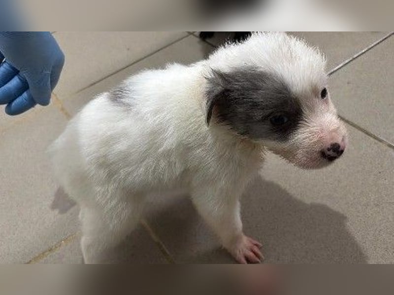 Mozart süßer Welpe braucht ein Plätzchen bei menschen die ihm liebevoll die Welt zeigen