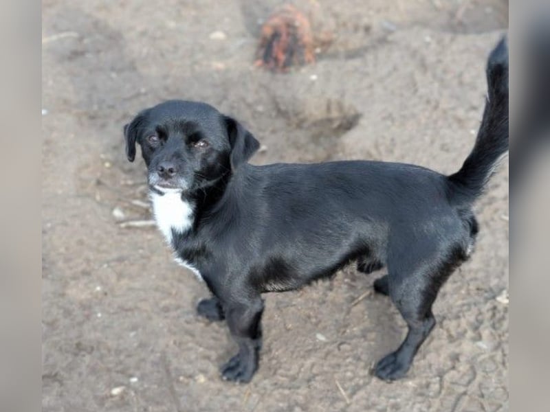 süßer, kleiner Traumhund Timon sucht seine Familie