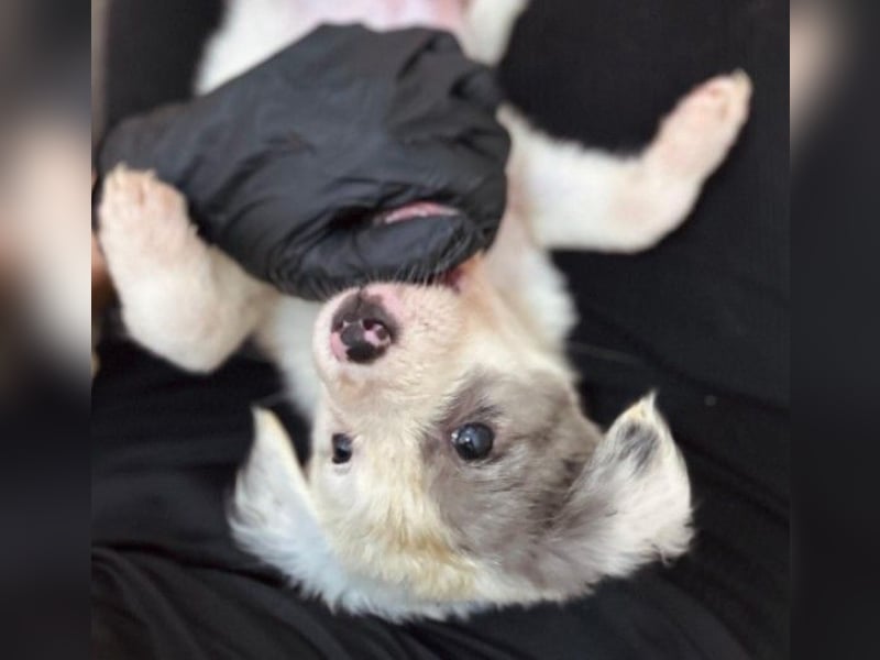 Mozart süßer Welpe braucht ein Plätzchen bei menschen die ihm liebevoll die Welt zeigen