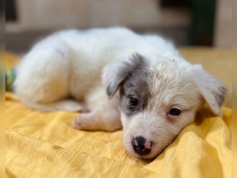 Mozart süßer Welpe braucht ein Plätzchen bei menschen die ihm liebevoll die Welt zeigen