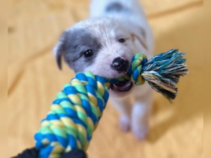 Mozart süßer Welpe braucht ein Plätzchen bei menschen die ihm liebevoll die Welt zeigen