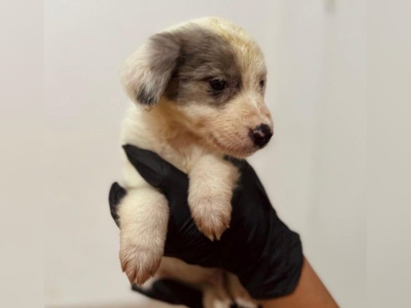 Mozart süßer Welpe braucht ein Plätzchen bei menschen die ihm liebevoll die Welt zeigen