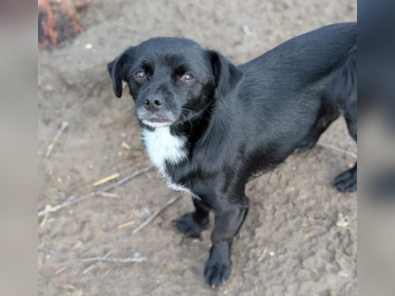 süßer, kleiner Traumhund Timon sucht seine Familie