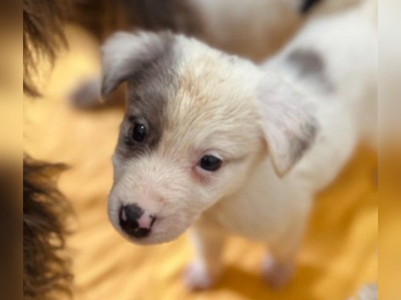 Mozart süßer Welpe braucht ein Plätzchen bei menschen die ihm liebevoll die Welt zeigen